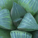 Haworthia Mutica var. nigra Other