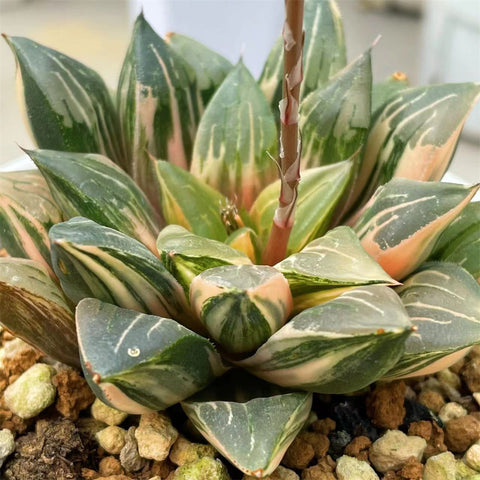 Haworthia Correcta Hybrid Variegated Plant from offsets