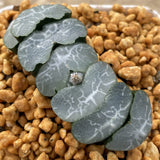 Haworthia Truncata Jade Peak