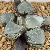 Haworthia Ice Kirin Mutant Type