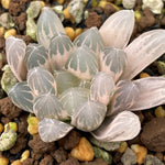 Haworthia Yamada Black Reverse variegated Dreamy Color