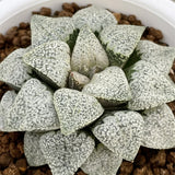 Haworthia Picta Myth Mother Plant