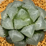 Haworthia Mochi Gyokuro Other