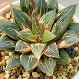 Haworthia Correcta Hybrid Variegated Plant from offsets