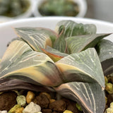 Haworthia Nigra Variegated