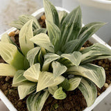 Haworthia Pygmaea variegated