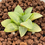 Haworthia Original Pygmaea variegated Small size plat from offsets