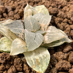 Haworthia Correcta White Monster Ghost variegated