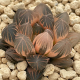 Haworthia Black Ob Rose Gold Reverse Variegated