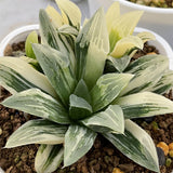 Haworthia Pygmaea variegated