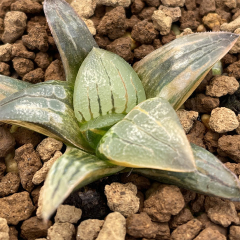 Haworthia Aboukyu Variegated