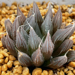 Haworthia Davidii Other