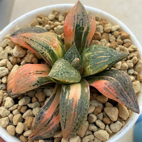 Haworthia Picta Black Diamond Variegated