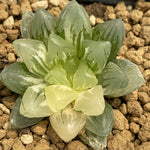 Haworthia Crystal Lamp Variegated