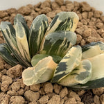 Haworthia Truncata Sakuyahime variegated