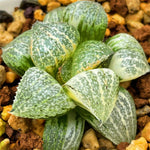 Haworthia Jade Picta Variegated S