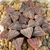 Haworthia Hybrid 'Sunset Glow' Plant from seeds