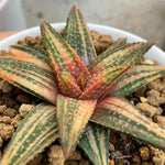 Haworthia Hard Leaf 'Golden Eagle' Variegated