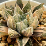 Haworthia Murasaki Emak Variegated