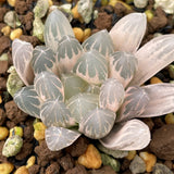 Haworthia Yamada Black Reverse variegated Dreamy Color