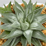 Haworthia Turgida 'Grey Ghost' Other