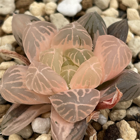 Haowrthia Ghost Reverse variegated