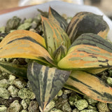 Haworthia Thunder Shadow Variegated Small Size