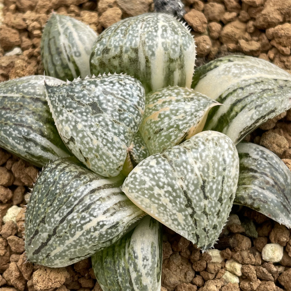 Haworthia Jade Picta variegated L – ChinaHaworthia