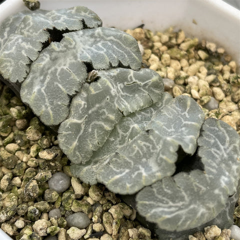 Haworthia Truncata 'Concubine' Big Size