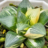 Haworthia Correcta SP Lark Variegated S Plant from offsets