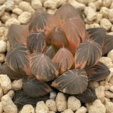 Haworthia Black Ob Rose Gold Reverse Variegated