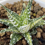 Haworthia Hard Leaf Zebra Variegated