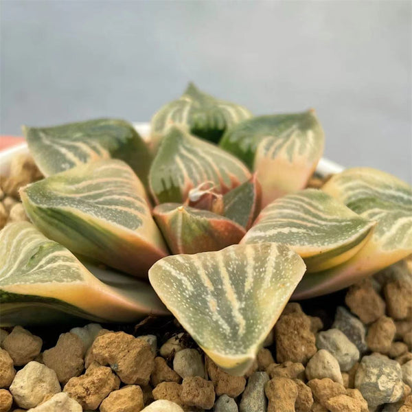 Haworthia Picta Red Sun Reverse Variegated – ChinaHaworthia