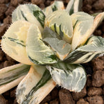 Haworthia Large Leaf Shiba Toshi variegated