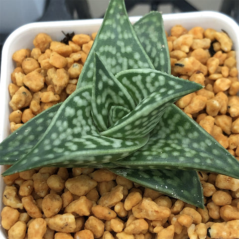 Haworthia Aloe