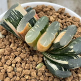 Haworthia Truncata Tornado variegated