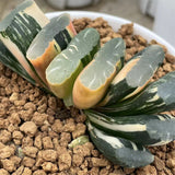 Haworthia Truncata Tornado variegated