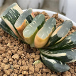 Haworthia Truncata Tornado variegated