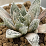 Haworthia Murasaki Emaki Reverse Variegated