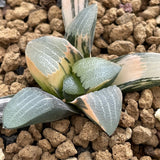 Haworthia Correcta variegated