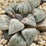 Haowrthia Picta Ounyu variegated