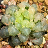 Haworthia Cooperi Var. Truncata Variegated Mother plant