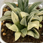 Haworthia Pygmaea variegated