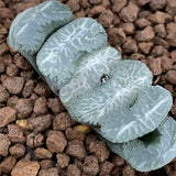 Haworthia Truncata 'Kazan‘ ‘Volcano'