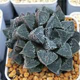 Haworthia 'Shirosato' Other