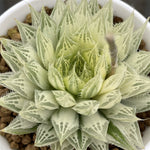 Haworthia Decipiens reversed variegated Big size