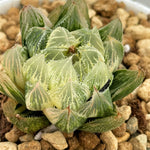 Haworthia Venusta Reverse Variegated