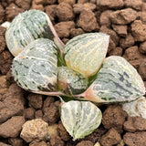 Haworthia Picta Cruiser variegated