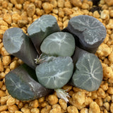 Haworthia Maughanii 'Yamamoto'