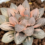 Haworthia Yamada Black Variegated